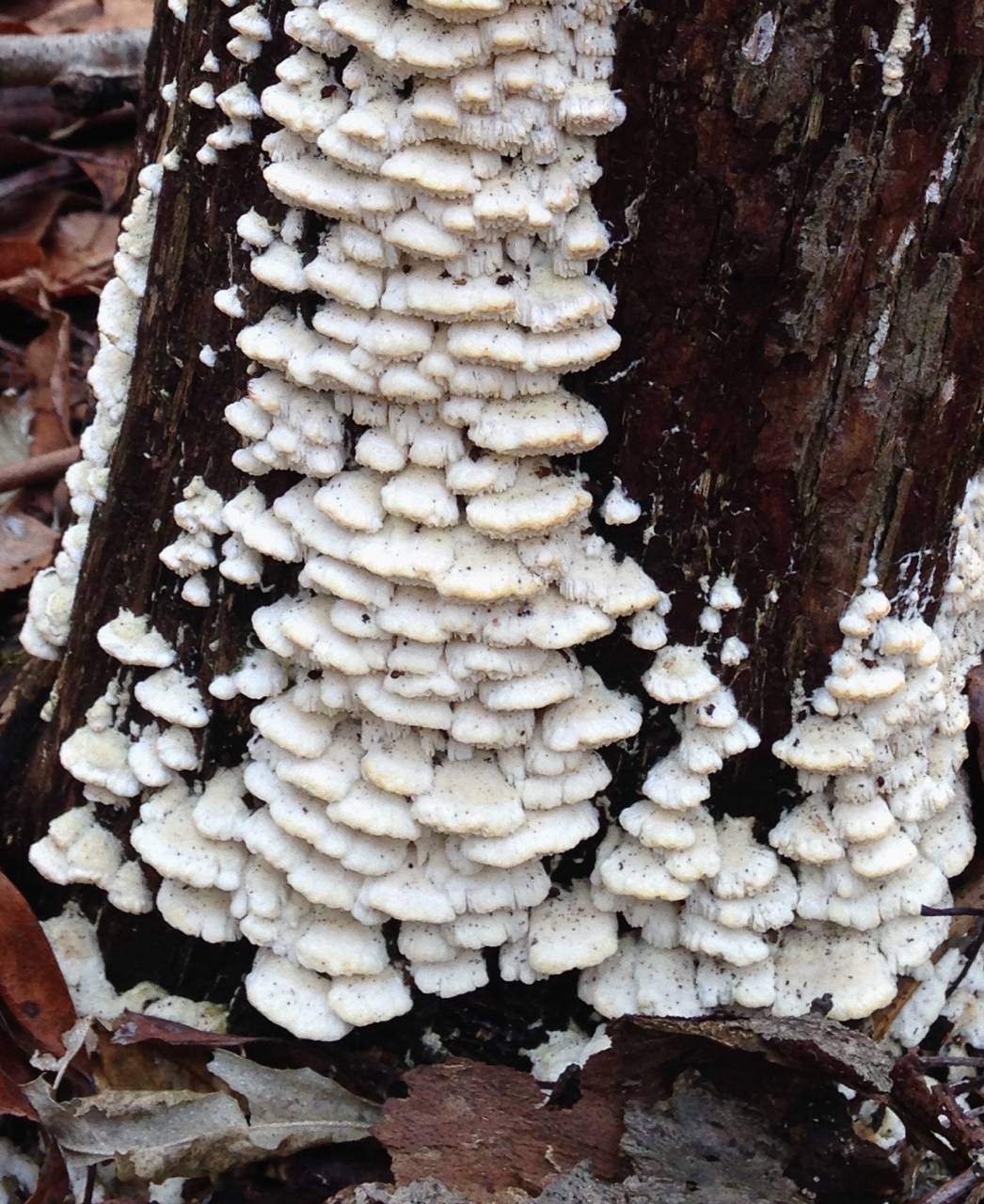 Oxyporus cuneatus image