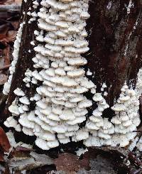 Image of Oxyporus cuneatus