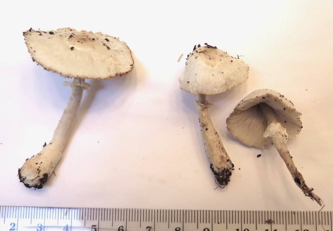 Lepiota miamensis image