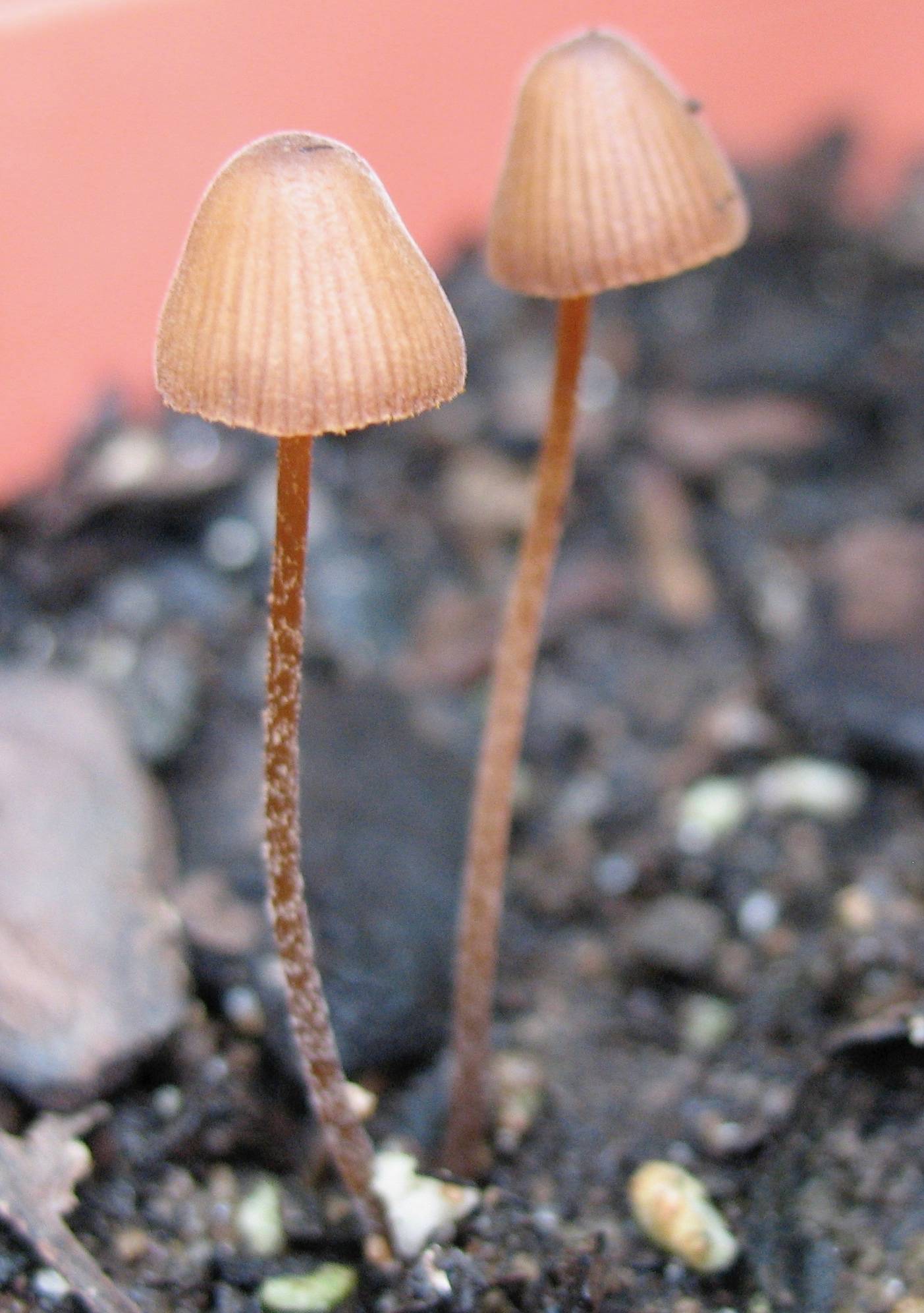 Conocybe velutipes image