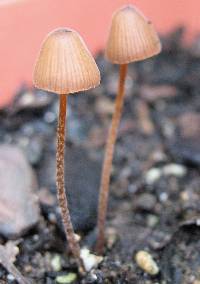 Image of Conocybe velutipes