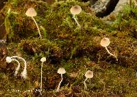 Image of Mycena subfusca