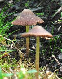 Psathyrella bipellis image