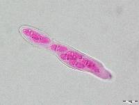 Gibbera pulchella image