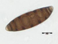 Navicella pileata image