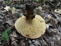 Paragyrodon sphaerosporus image
