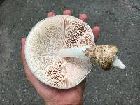 Volvariella bombycina image