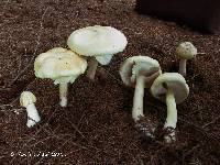 Agaricus silvicola image