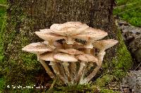 Armillaria ostoyae image