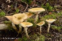 Armillaria sinapina image