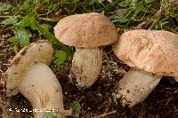 Boletus atkinsonii image