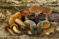 Boletus subluridellus image