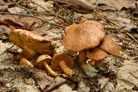 Chalciporus piperatus image