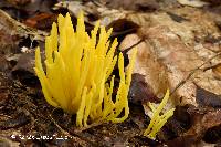 Clavulinopsis fusiformis image