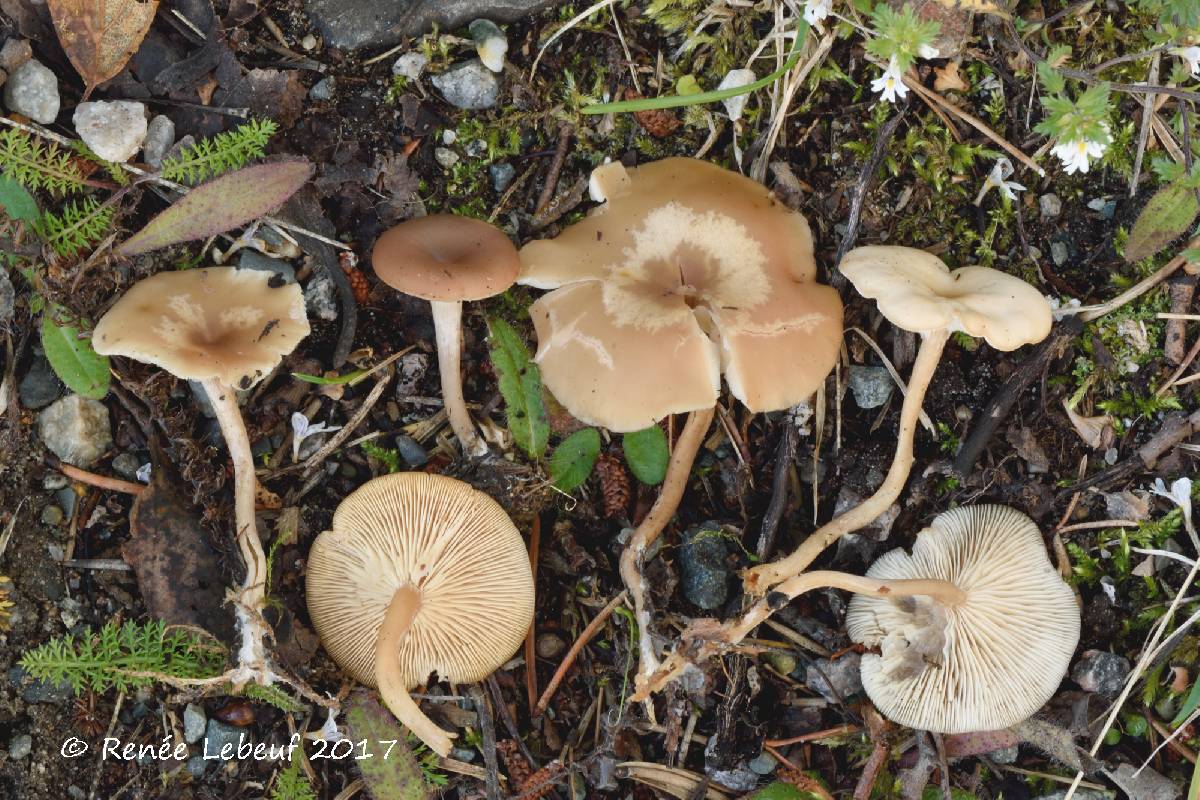 Clitocybe leucodiatreta image