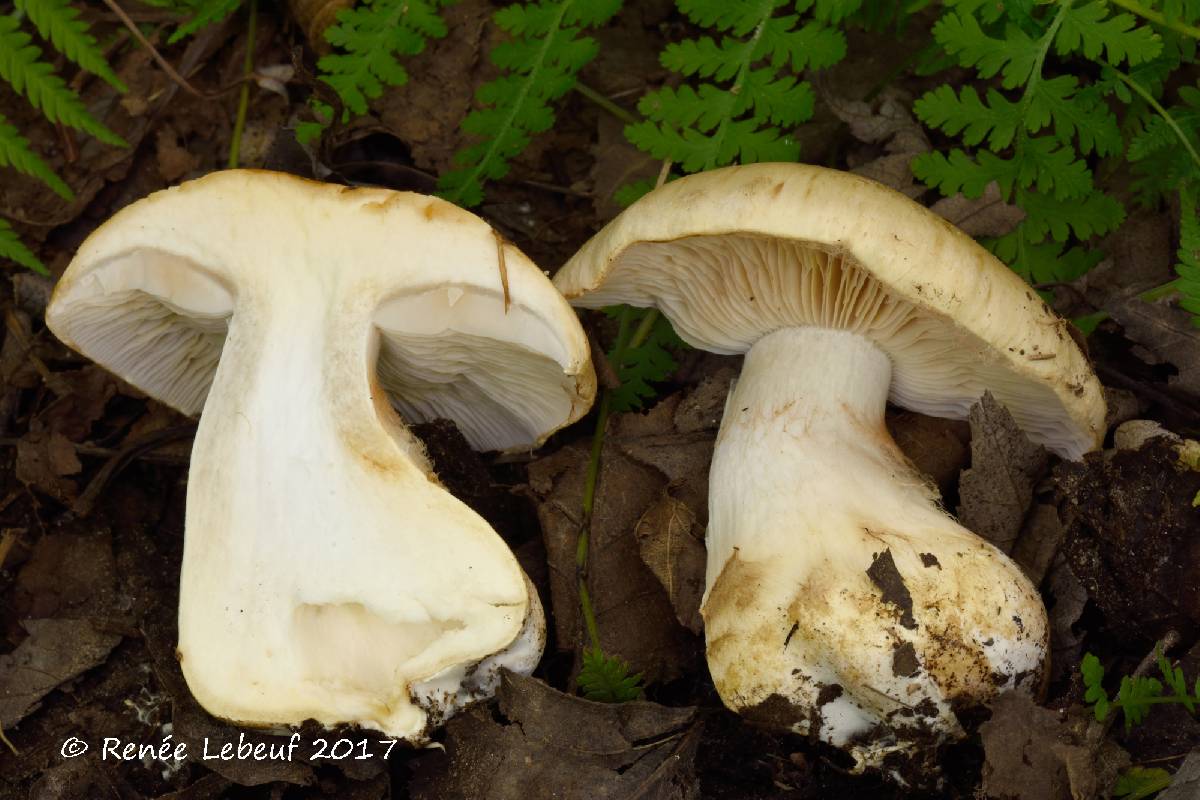 Cortinarius olidoamethysteus image