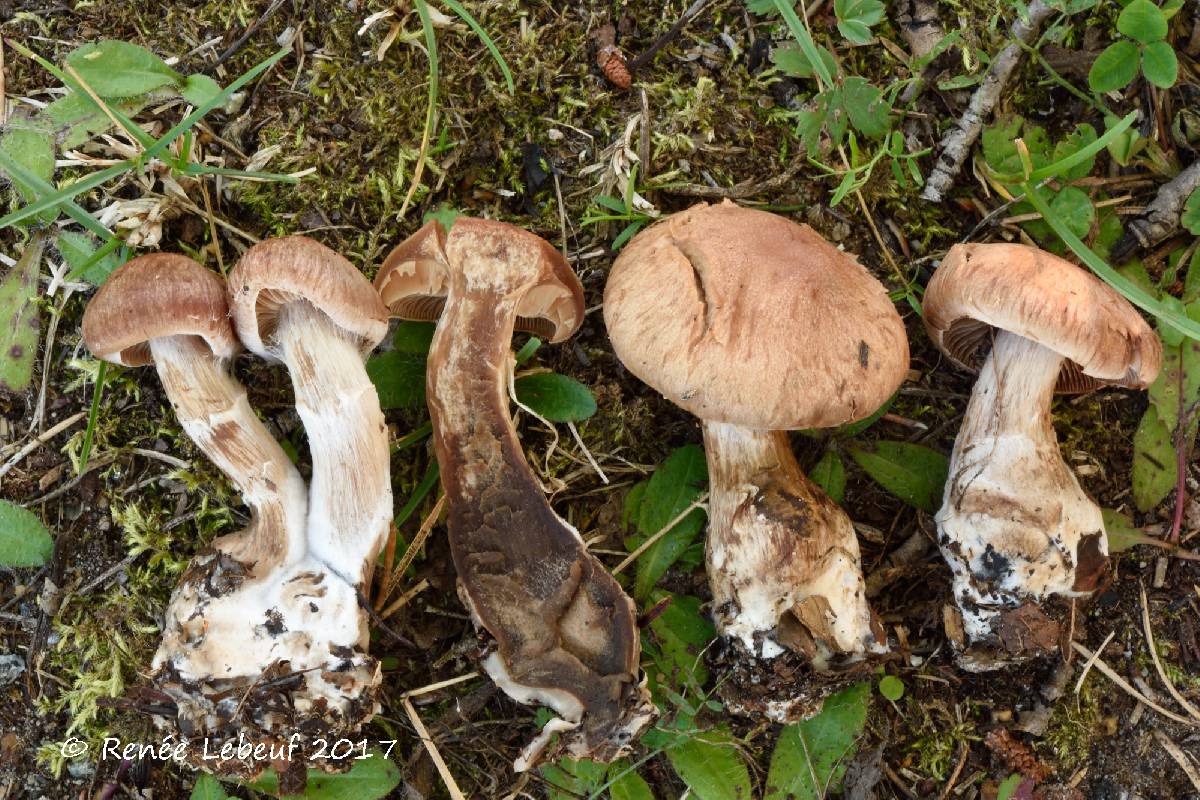 Cortinarius albogaudis image