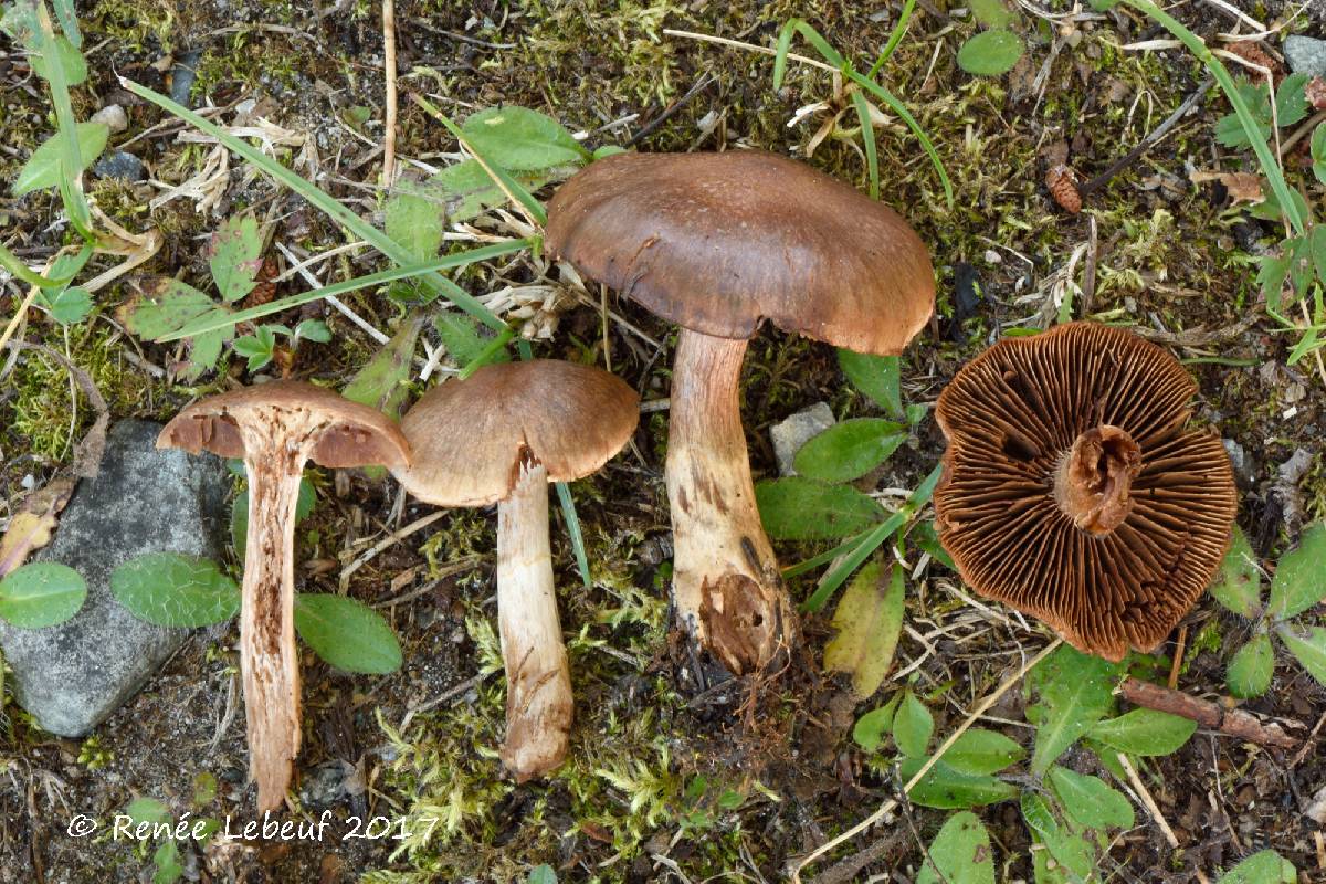 Cortinarius suberi image