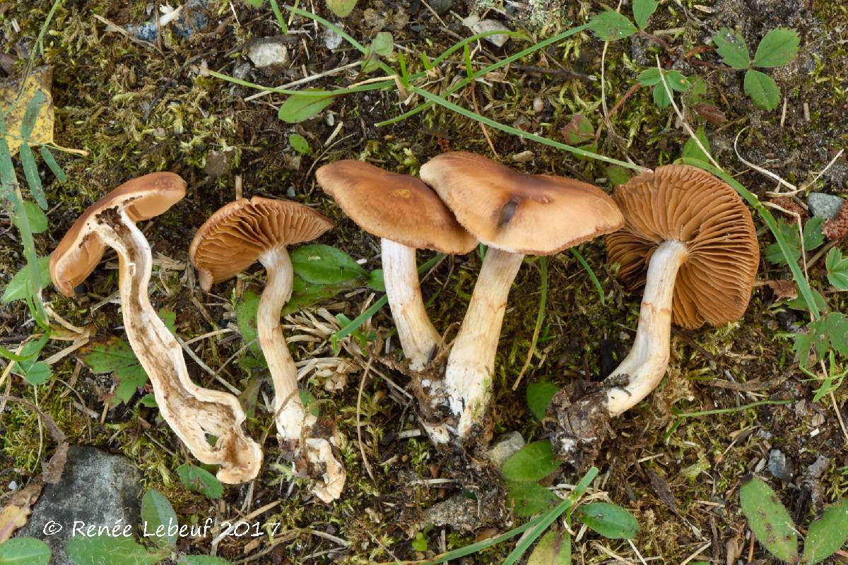 Cortinarius boulderensis image