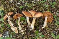 Image of Cortinarius boulderensis