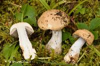 Cortinarius malachius image