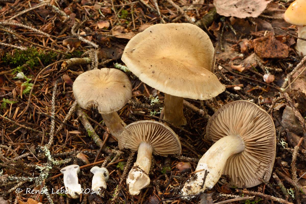 Cortinarius infractiflavus image
