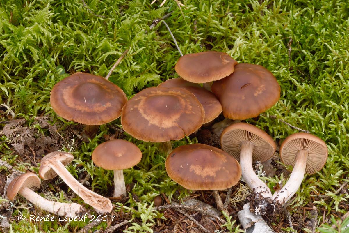 Cortinarius illuminus image