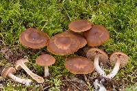 Cortinarius illuminus image