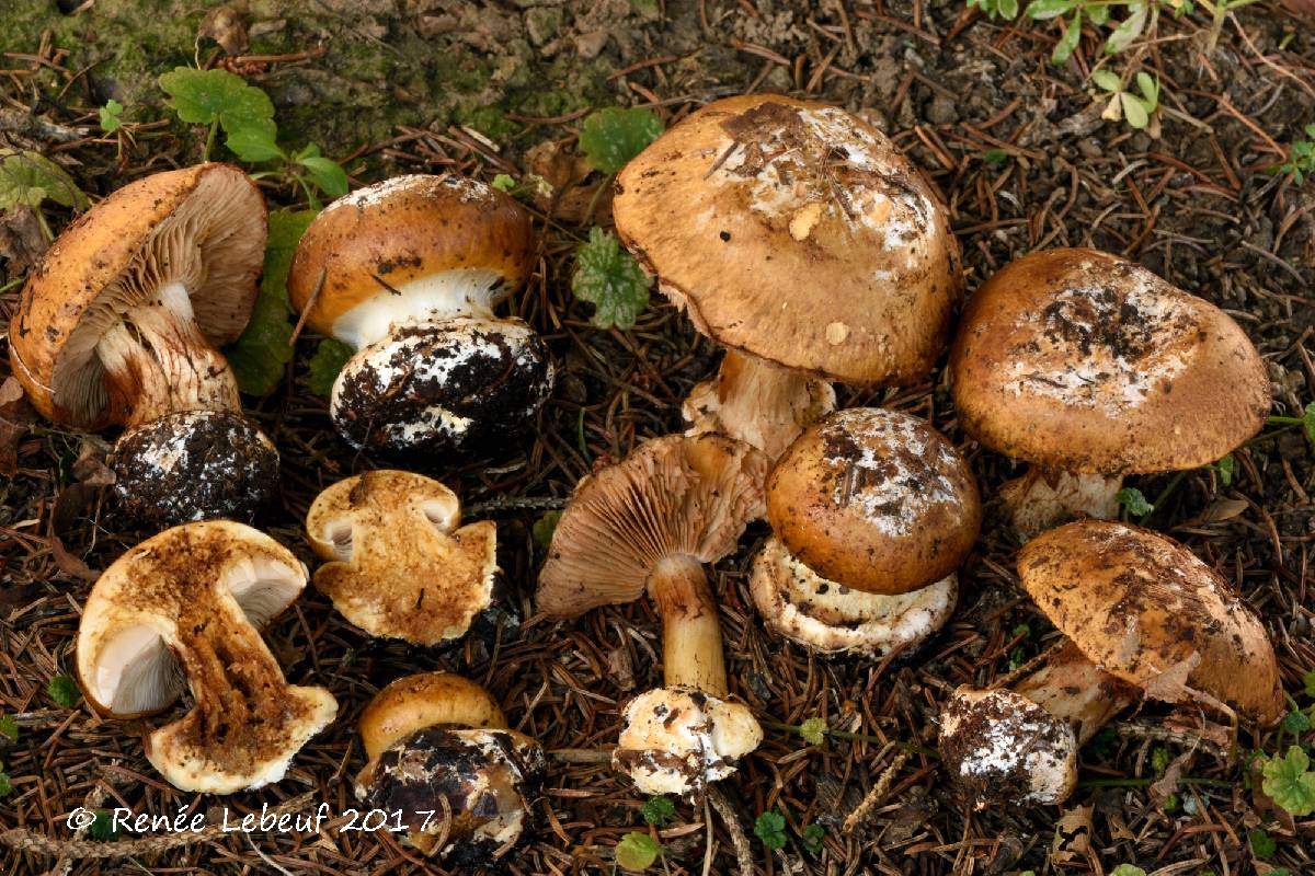 Cortinarius elotoides image