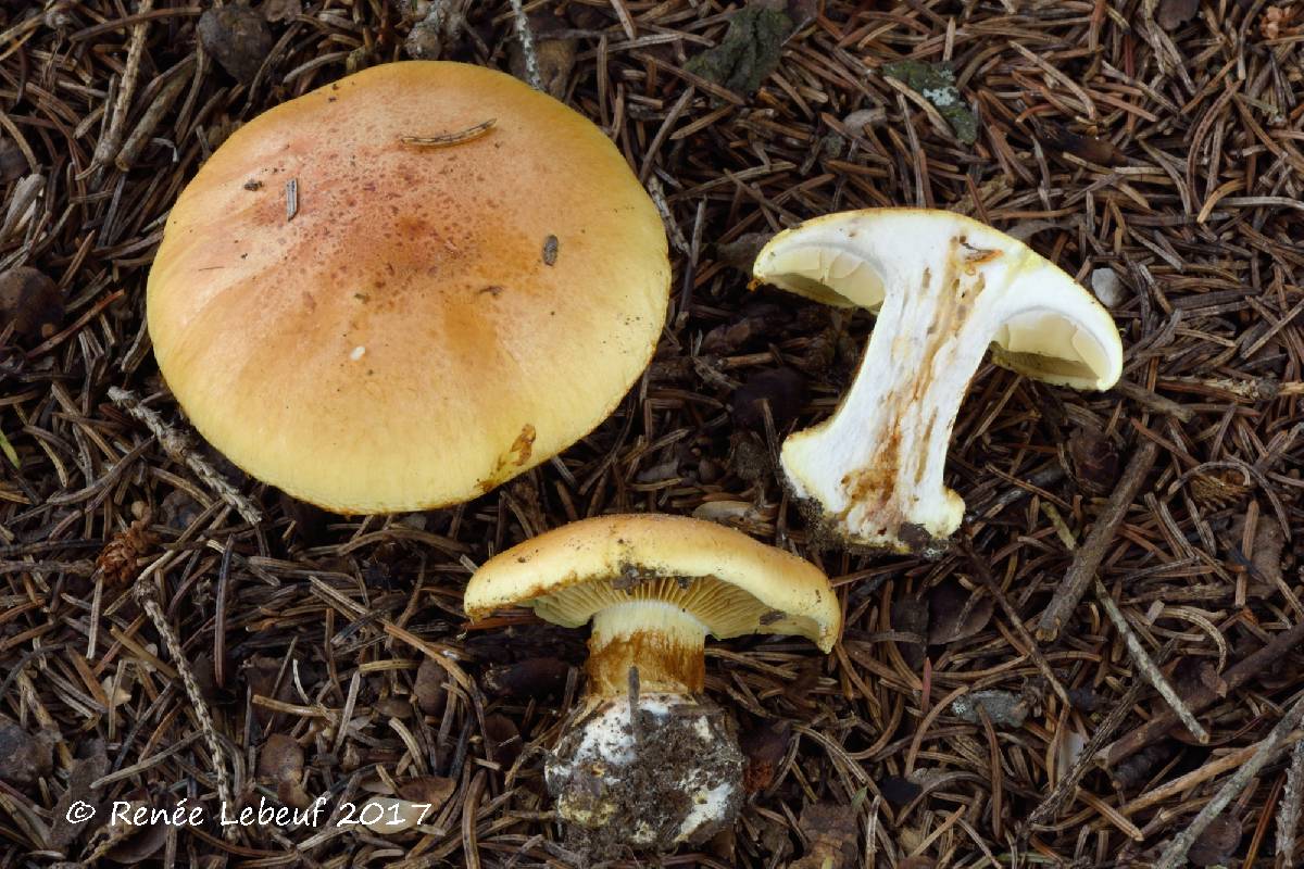 Cortinarius aureofulvus image