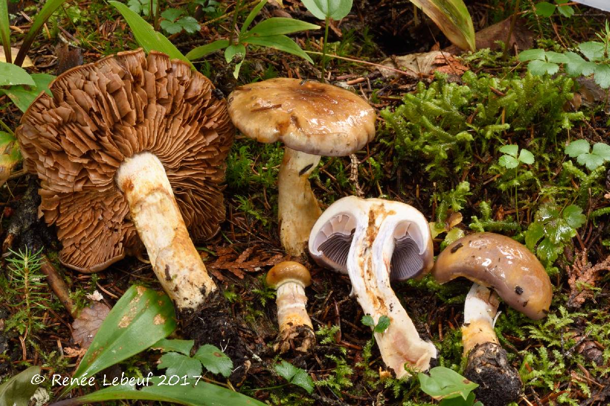 Cortinarius transiens image