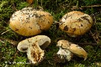 Cortinarius glaucopus image