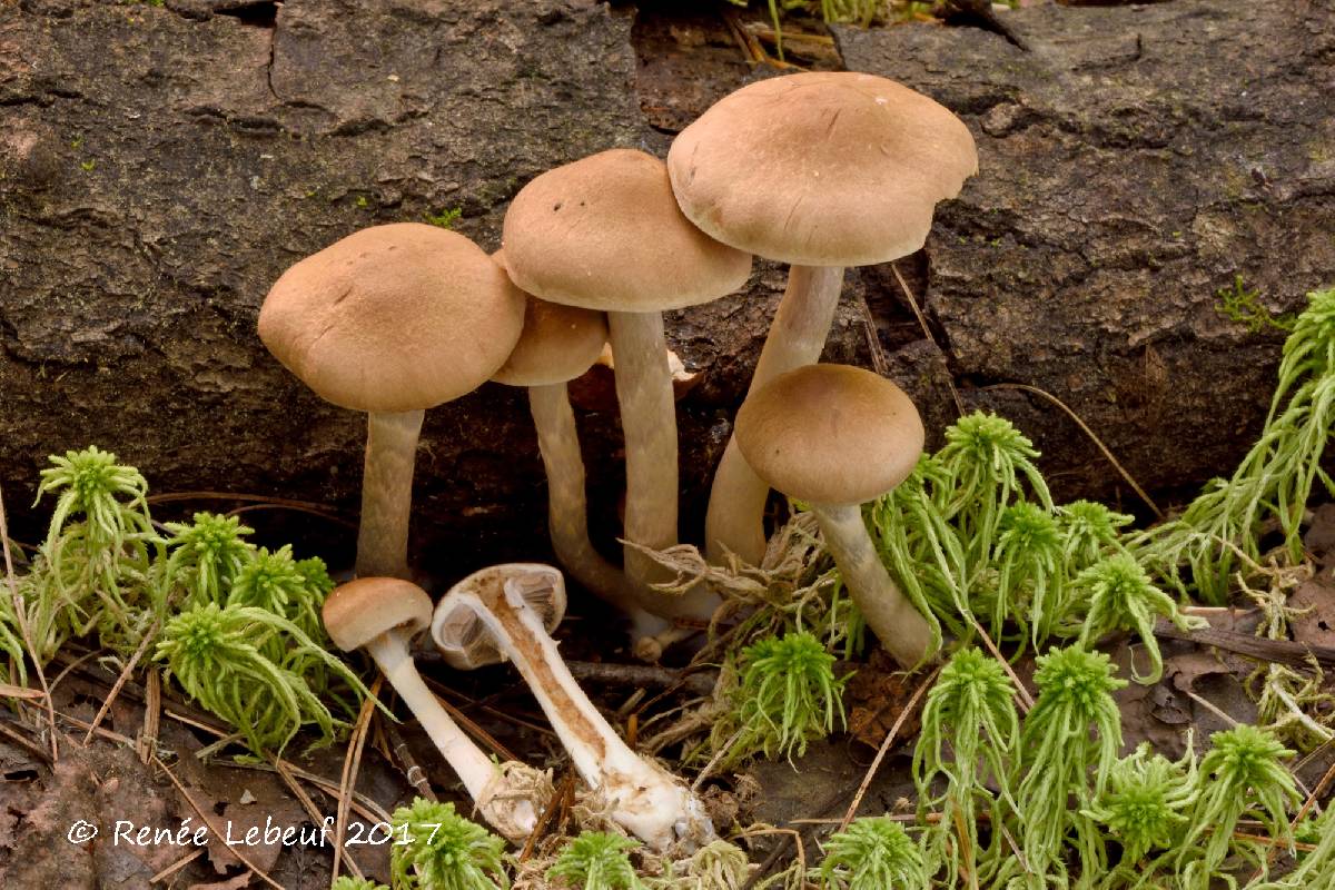 Cortinarius ochrophyllus image