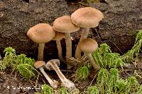 Image of Cortinarius ochrophyllus