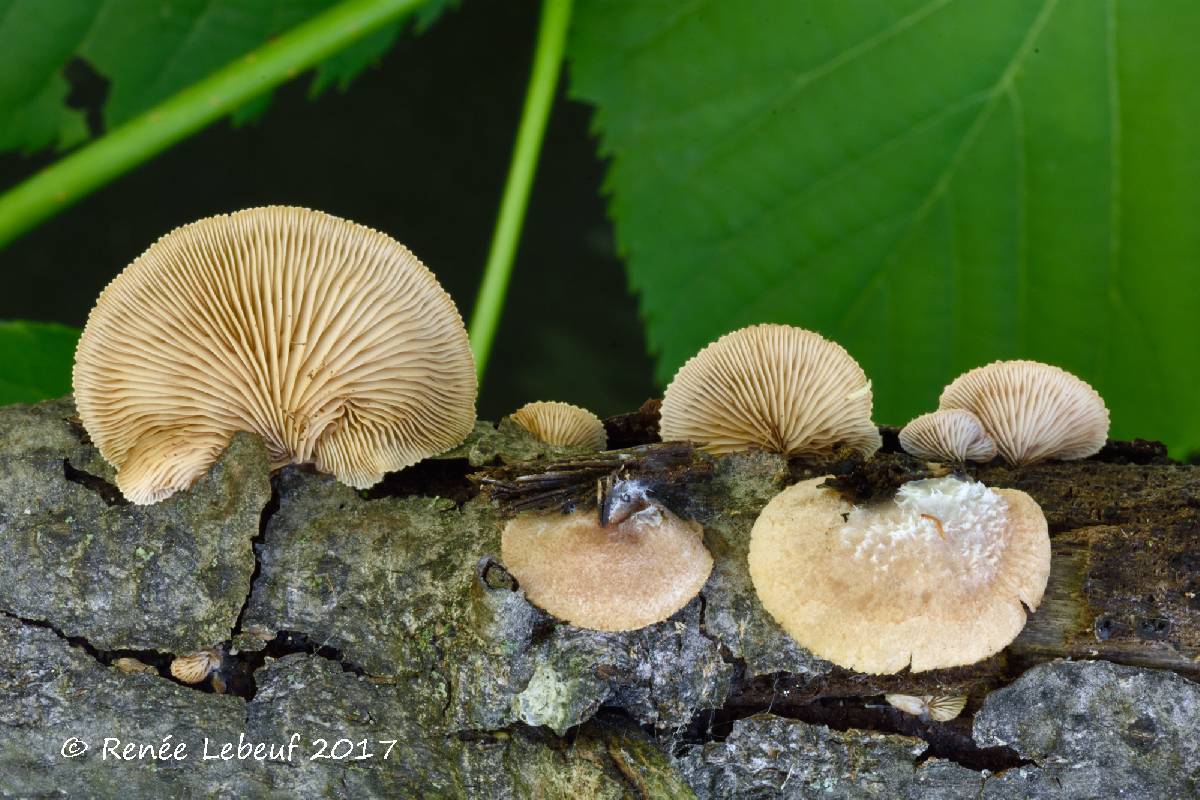 Crepidotus kauffmanii image