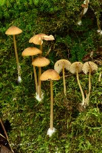 Entoloma formosum image