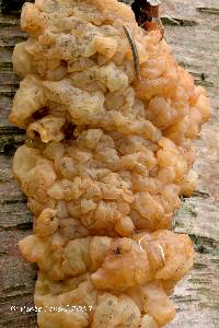 Image of Exidia repanda