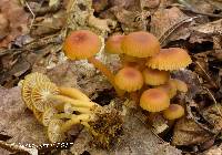 Hygrocybe laeta var. laeta image