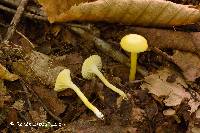 Hygrocybe ceracea image