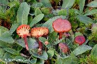 Hygrocybe coccineocrenata image