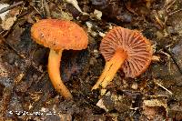 Hygrocybe purpureofolia image