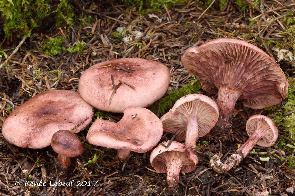 Hygrophorus capreolarius image