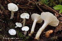 Image of Hygrophorus piceae