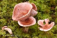 Hygrophorus purpurascens image