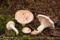 Hygrophorus purpurascens image