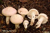 Hygrophorus purpurascens image