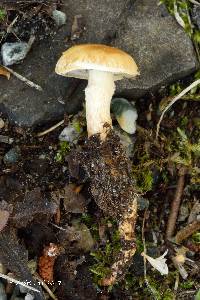 Hypholoma radicosum image