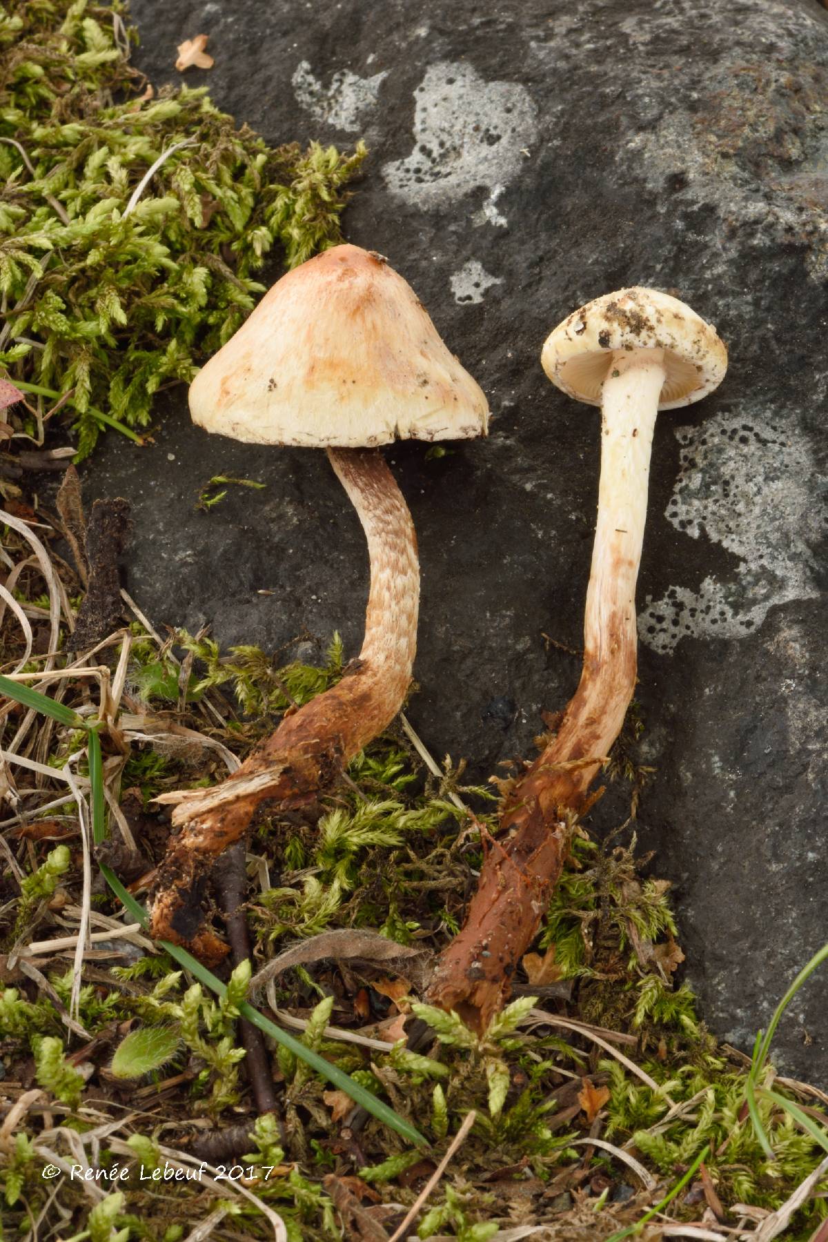 Hypholoma radicosum image