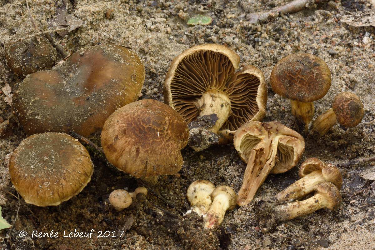 Inocybe fibrillosa image