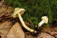 Inocybe sindonia image